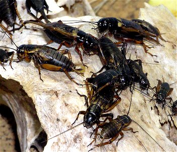 African Field cricket Gryllus bimaculatus at Bristol Zoo, Bristol, England.

Photographed by Adrian Pingstone in February 2005 and released to the public domain.