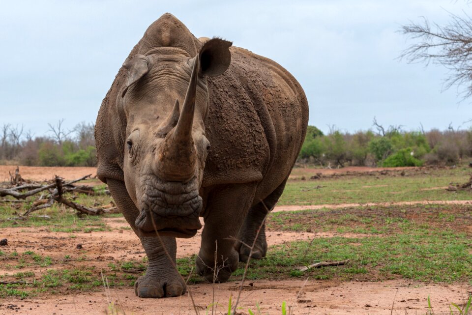 Animal world horn pachyderm