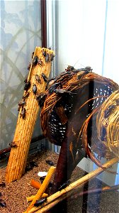 Gryllus bimaculatus. Wikitrip to Darwin Museum 2016-03-03