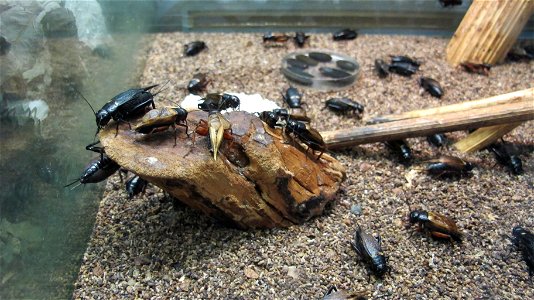 Gryllus bimaculatus. Wikitrip to Darwin Museum 2016-03-03