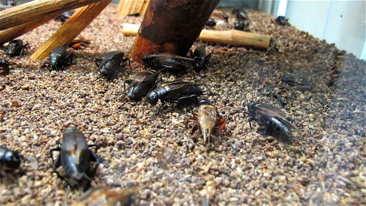 Gryllus bimaculatus. Wikitrip to Darwin Museum 2016-03-03