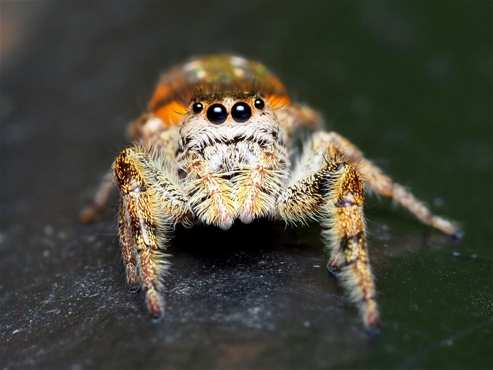Female Golden Jumping Spider (Paraphidippus aurantius)