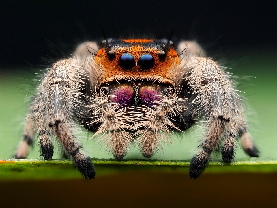Female Phidippus regius jumping spider in Florida