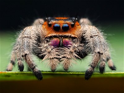 Female Phidippus regius jumping spider in Florida photo