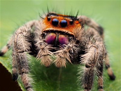 Female Phidippus regius jumping spider in Florida