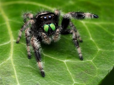 Male Phidippus regius jumping spider in Florida photo
