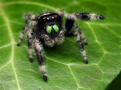 Male Phidippus regius jumping spider in Florida