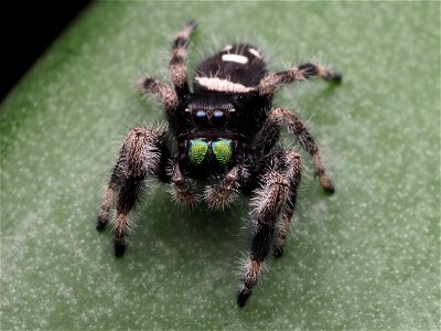 Male Phidippus regius jumping spider in Florida photo