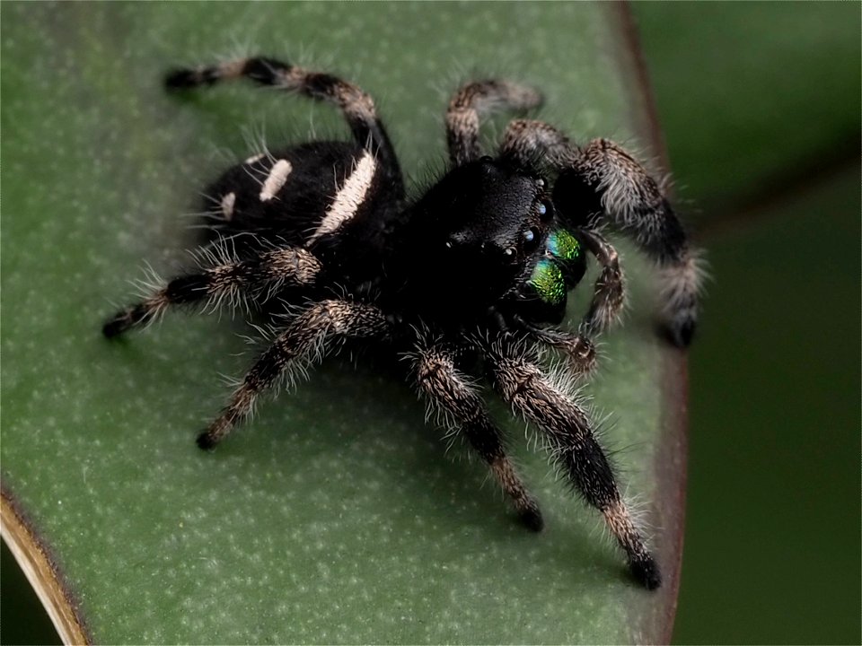 Male Phidippus regius jumping spider in Florida