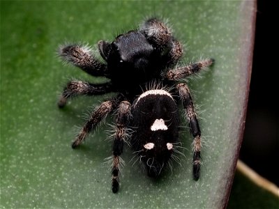 Male Phidippus regius jumping spider in Florida photo