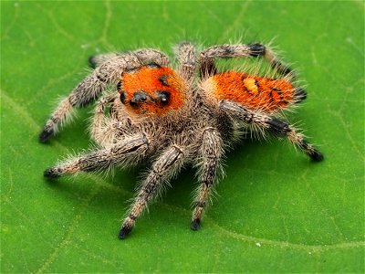 Immature female Phidippus regius jumping spider