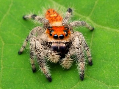 Immature female Phidippus regius jumping spider photo