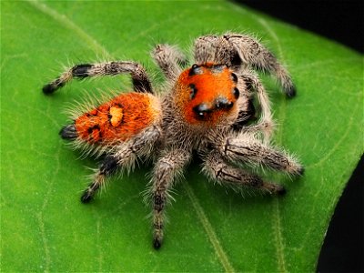 Immature female Phidippus regius jumping spider photo