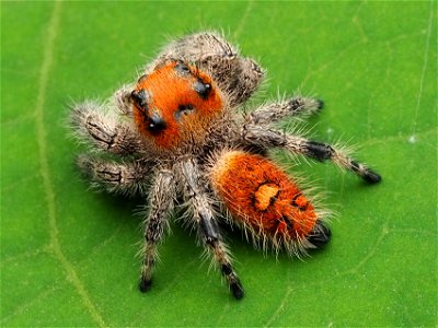 Immature female Phidippus regius jumping spider