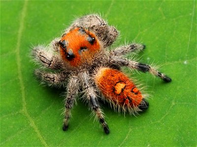 Immature female Phidippus regius jumping spider photo