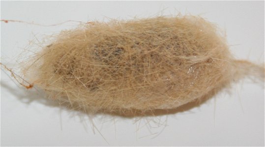 Virginia tiger moth cocoon, Spilosoma virginica