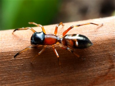 Female Myrmarachne formicaria photo