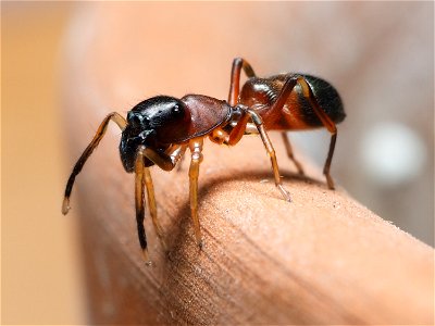 Female Myrmarachne formicaria photo