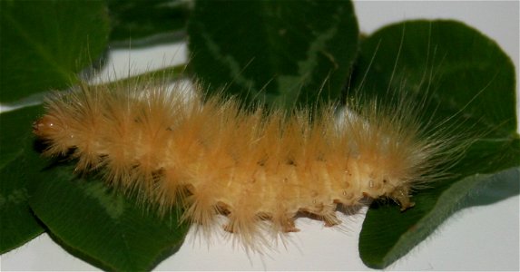 Yellow Bear or Virginia Tiger moth larva, Spilosoma virginica