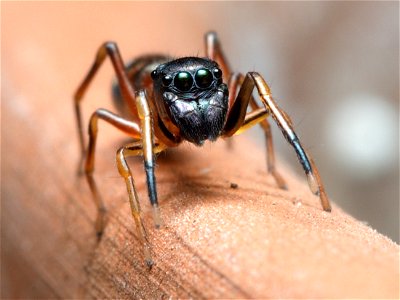 Female Myrmarachne formicaria photo