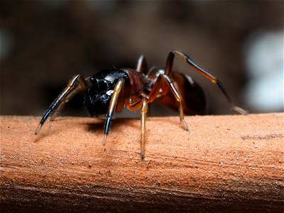 Female Myrmarachne formicaria photo