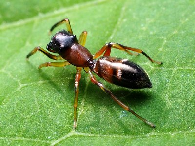 Female Myrmarachne formicaria photo