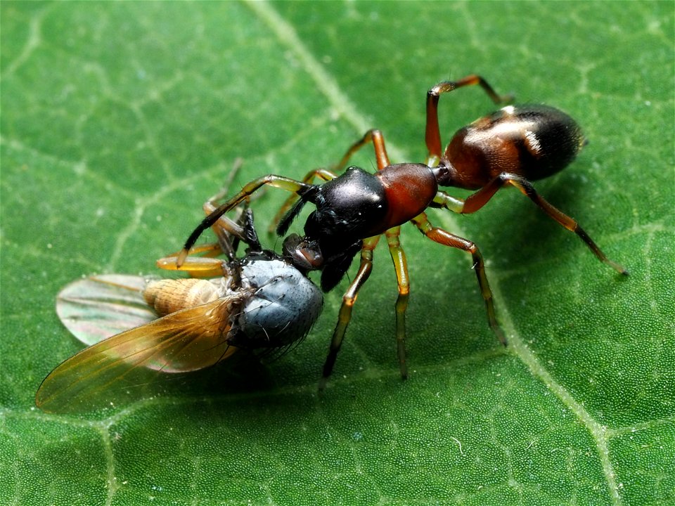 Female Myrmarachne formicaria eating a fly