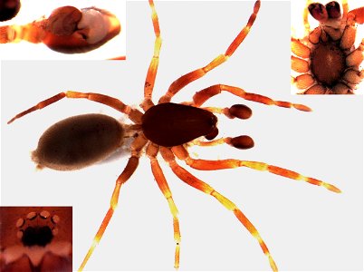 adult male Huttonia sp.