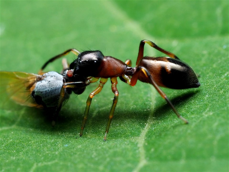 Female Myrmarachne formicaria eating a fly