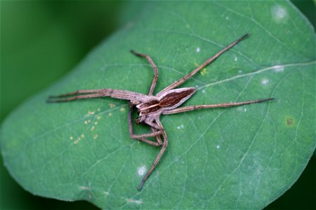 Pisaura mirabilis - Belgium