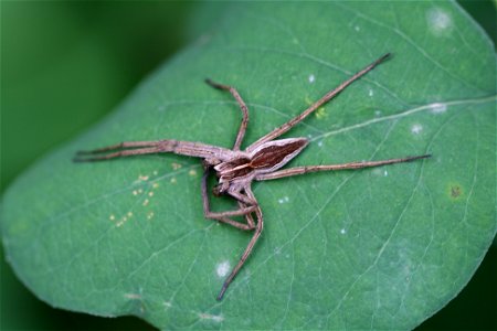 Pisaura mirabilis - Belgium photo