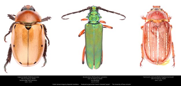 USA, TX, Travis Co.: Austin
Brackenridge Field Laboratory

7-vi-2016