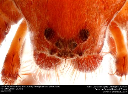Dorsal view of Pisaurina mira (Nursery Web Spider, family Pisauridae) Navasota R., Brazos Co., Texas May 1st, 1993 Public Domain Image by Christopher Johnson Part of the "Insects Unlocked" Project Un photo