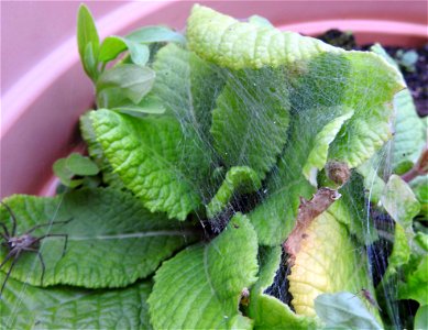 Pisaura Mirabilis - the nursery photo