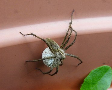 Pisaura Mirabilis with egg sac