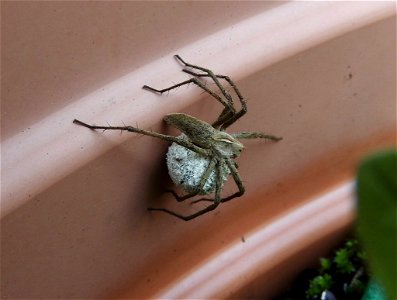 Pisaura Mirabilis with egg sac photo