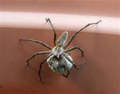 Pisaura Mirabilis with egg sac photo