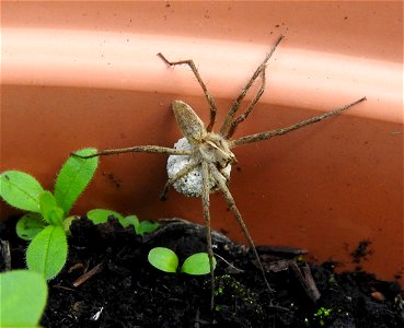 Pisaura Mirabilis with egg sac photo