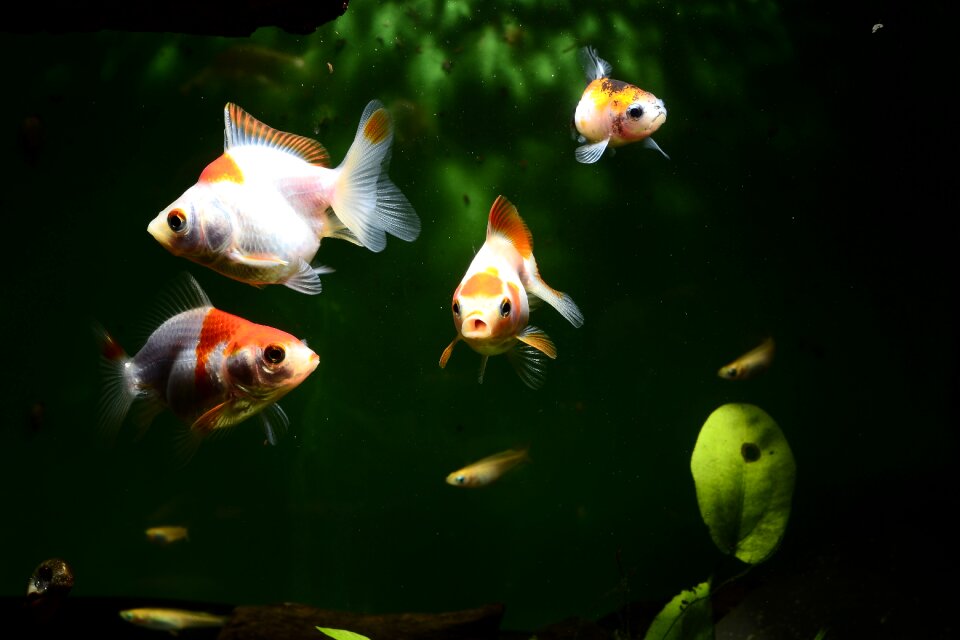 Fish aquarium carassius auratus