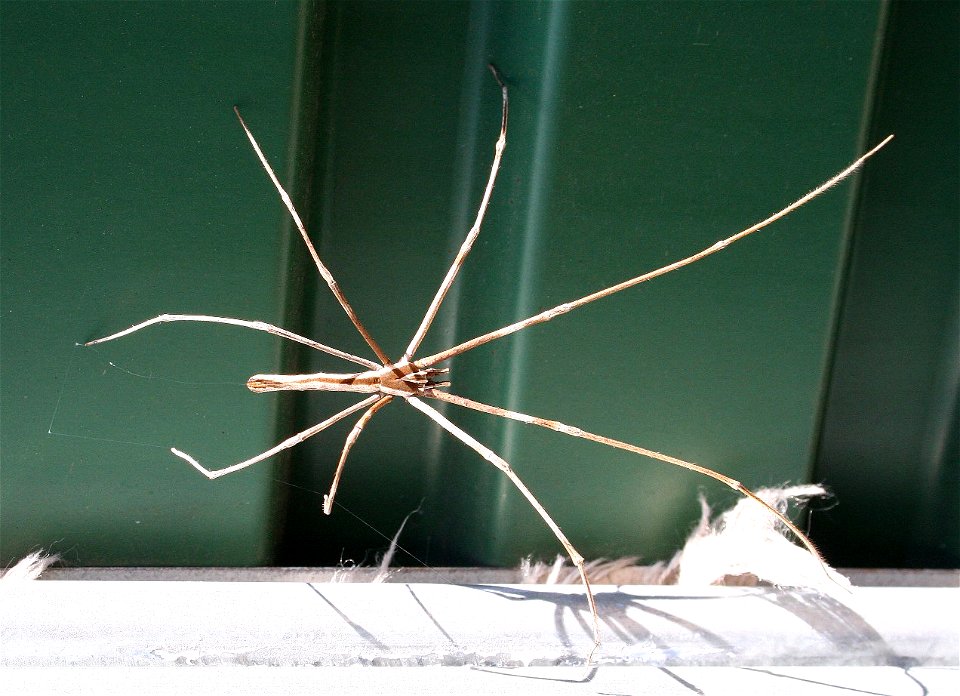 Deinopis_subrufa (Marrickville LGA - NSW)