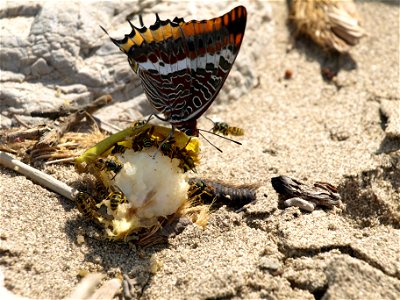 The human rests of fruits on a sandy beach  are very attractive to butterflies and wasps.

OLYMPUS DIGITAL CAMERA