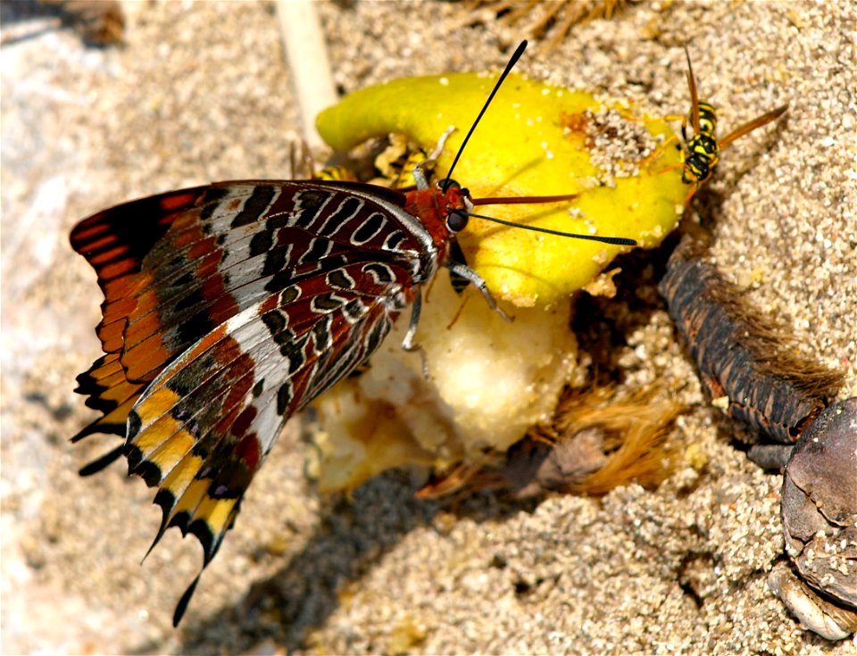 The human rests of fruits on a sandy beach  are very attractive to butterflies and wasps.

OLYMPUS DIGITAL CAMERA