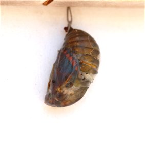 Photo of a late stage of the pupation phase (just before hatching) of the butterfly Charaxes jasius