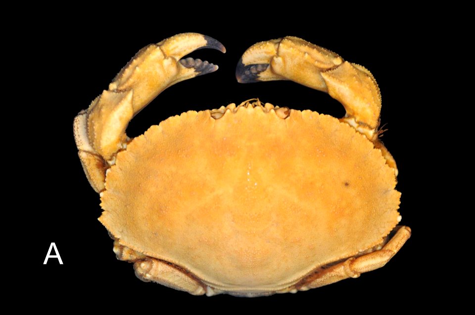 PRESERVED_SPECIMEN; ; 70% alc.; HYPOTYPE. See: Drew, Daniel J. 2011. A Comparative Morphometric Analysis of Cancer borealis Stimpson, 1859 and C. irroratus Say, 1817 (Decapoda: Brachyura: Cancrid
