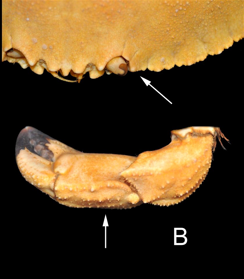 PRESERVED_SPECIMEN; ; 70% alc.; HYPOTYPE. See: Drew, Daniel J. 2011. A Comparative Morphometric Analysis of Cancer borealis Stimpson, 1859 and C. irroratus Say, 1817 (Decapoda: Brachyura: Cancrid photo