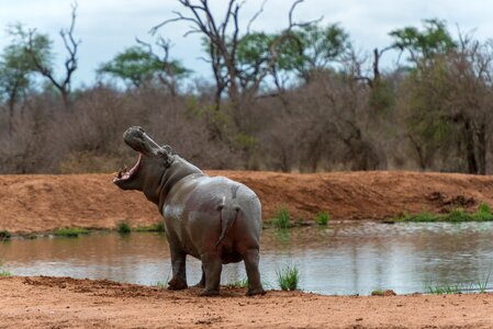 Africa water safari photo