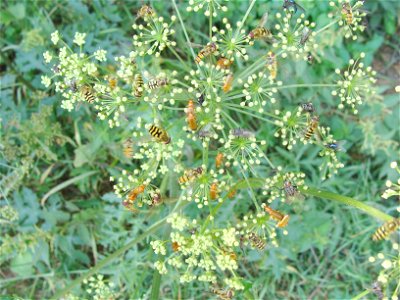 Zmięk Rhagonycha fulva photo