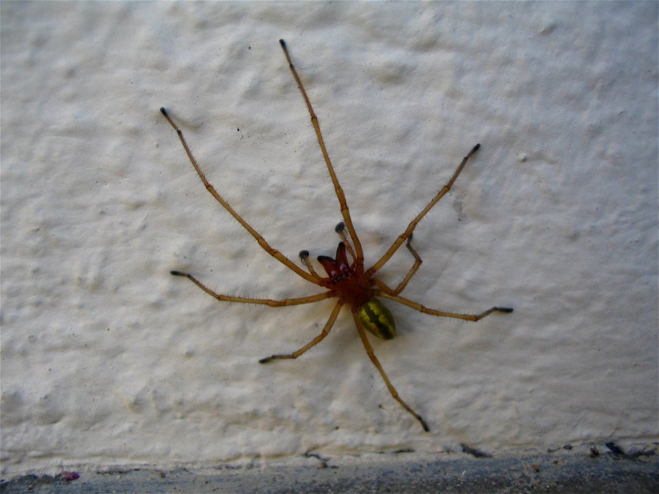 Cheiracanthium punctorium (male)