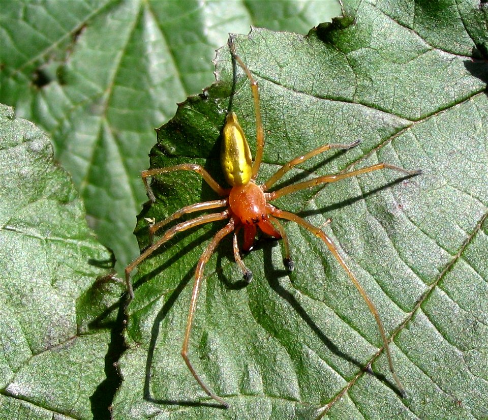 Cheiracanthium punctorium (male)