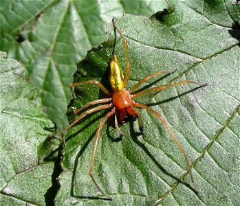 Cheiracanthium punctorium (male)